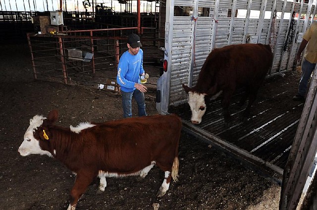 Brook Scates with the Farmers Livestock Auction in Springdale tags cattle Thursday as they are checked in for auction.


