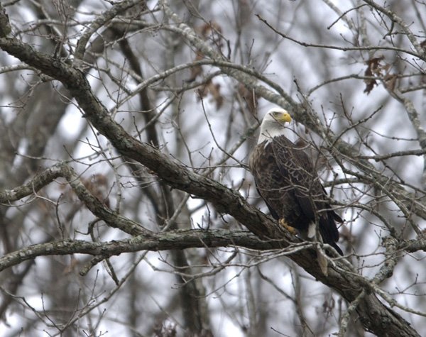 Eagles wintering over at Beaver Lake can be observed from a pontoon boat when the annual Eagle Watch Tours, sponsored by Hobbs State Park-Conservation Area, begin Saturday. 