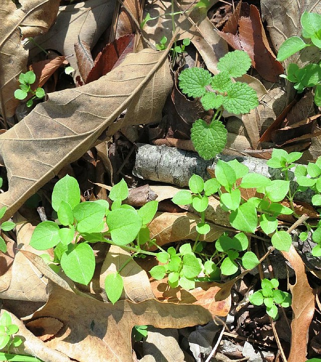 Winter weeds like chickweed and henbit are easily pulled up by hand or scraped off using a hoe, but some gardeners apply a broad-leaf herbicide. 