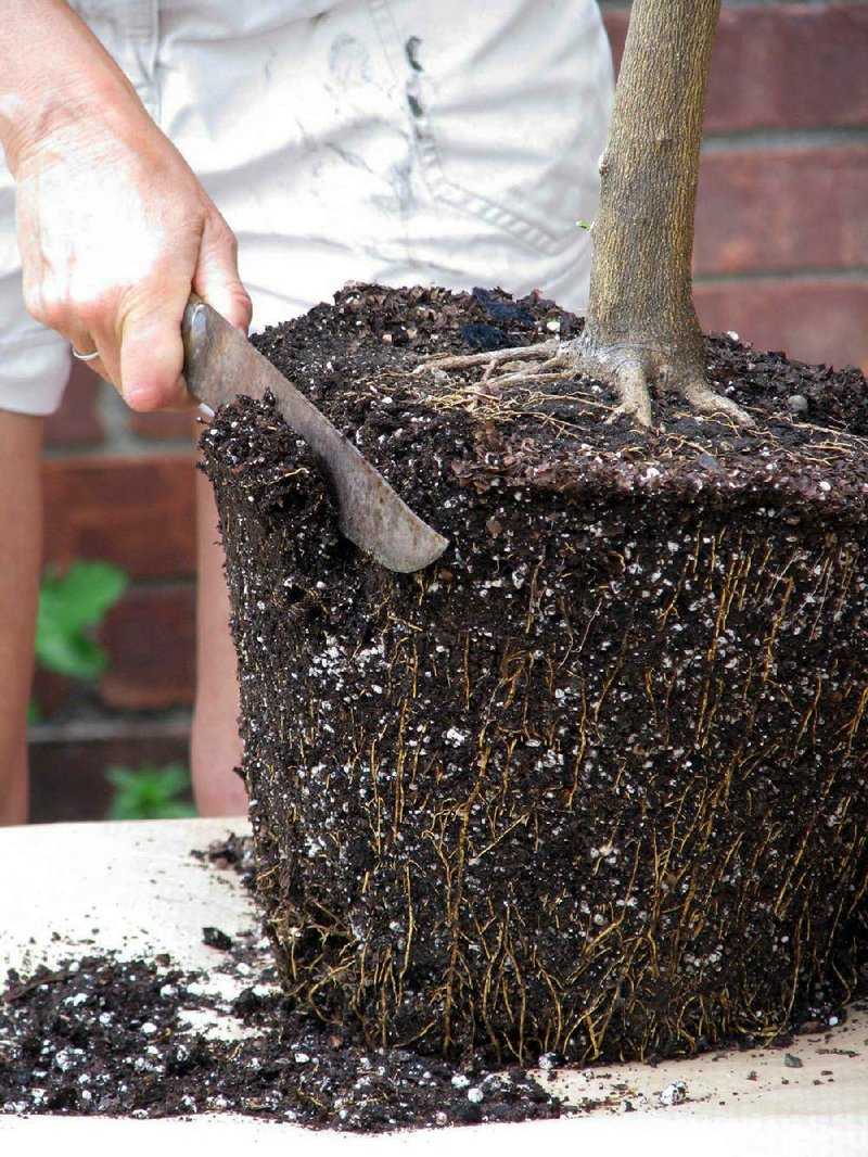 To root prune, take a sharp knife, grit your teeth, and slice a 1/2- to 2-inch layer of soil from all around and underneath the root ball. The larger the root ball, the more soil and roots can be removed. 