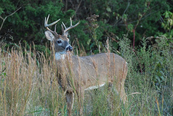 Deer hunters may take bucks and does in Northwest Arkansas during the modern gun deer season, which opens Saturday. 
