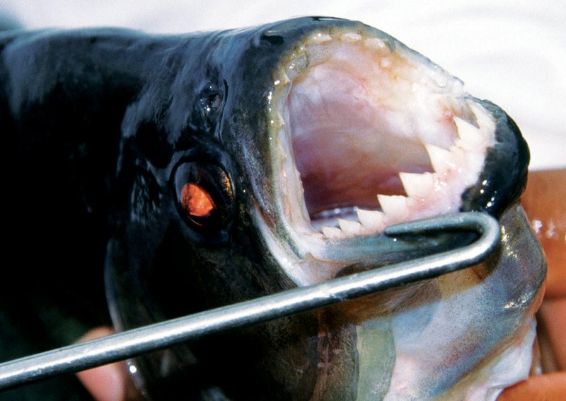 George Myers, author of The Piranha Book, said the piranha has 'teeth so sharp and jaws so strong that it can chop out a piece of flesh from a man or an alligator as neatly as a razor, or clip off a finger or toe, bone and all, with the dispatch of a meat cleaver.'