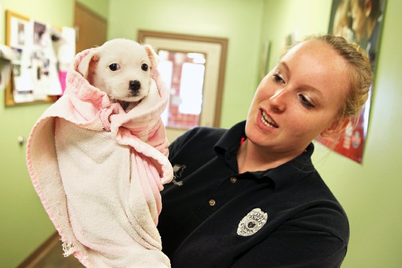 Brittany Portale, a Cabot animal-control officer, dries off a Chihuahua mix after giving the dog a bath at the Cabot Animal Shelter.  The shelter uses Facebook to reunite lost pets with their owners.