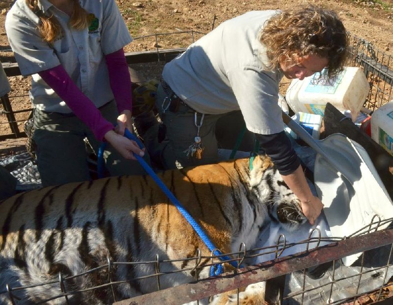 Kellyn Kearney (left), Turpentine Creek Wildlife Refuge staff biologist, and curator Emily McCormack watch over Princess as they move the tiger out of Riverglen Tiger Shelter near Mountainburg on Wednesday afternoon. 
