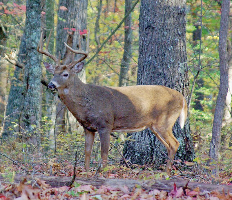 Big bucks like this lose much of their wariness during the peak rutting season, when their attention is focused on breeding does.