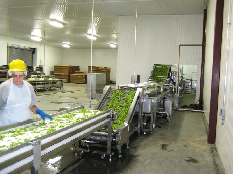A worker processes edamame, a choice type of soybean, at the recently opened American Vegetable Soybean and Edamame Inc. plant in Mulberry. 