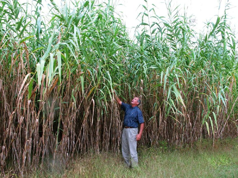 Farming Director Sam Brake of the Biofuels Center of North Carolina in Oxford is dwarfed by a stand of Arundo donax in a test plot in Oxford, N.C. 