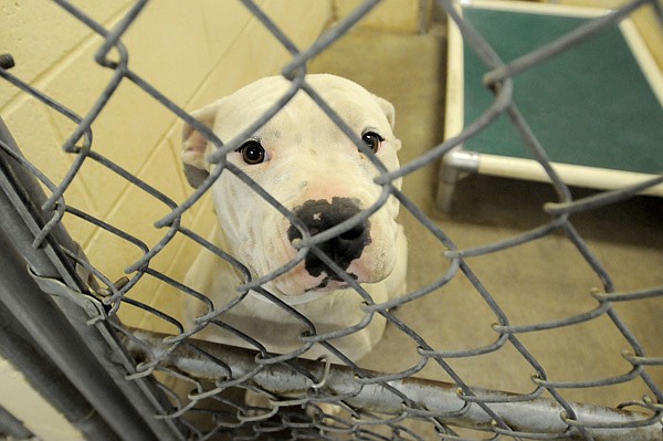 A dog waits to be adopted Friday at the Springdale Animal Shelter. The department plans to remodel the old shelter, located behind the current one to make it usable again. 