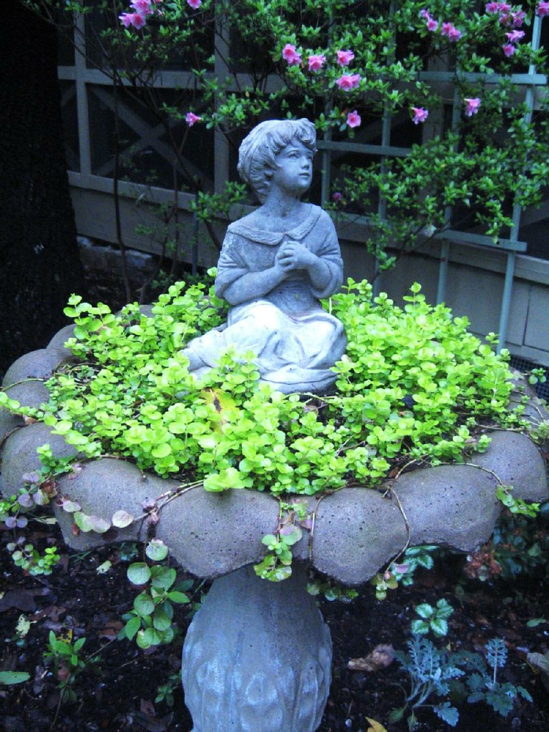 Trapping Creeping Jenny in a birdbath is one way to slow its progress. 