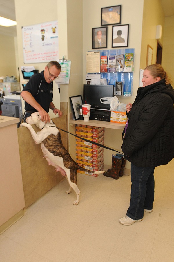 Bud Norman, shelter manager, pets a pit bull on Thursday handled by Evelyn Collins, a volunteer. About 30 people volunteer at the shelter, Norman said. 