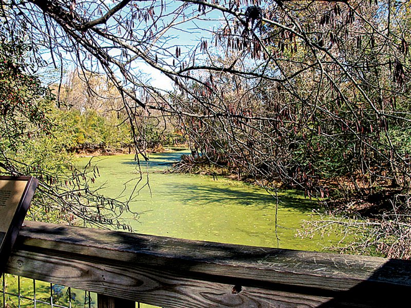 Thick algae covers lush Black Dog Bayou at Pine Bluff’s Delta Rivers Nature Center. 