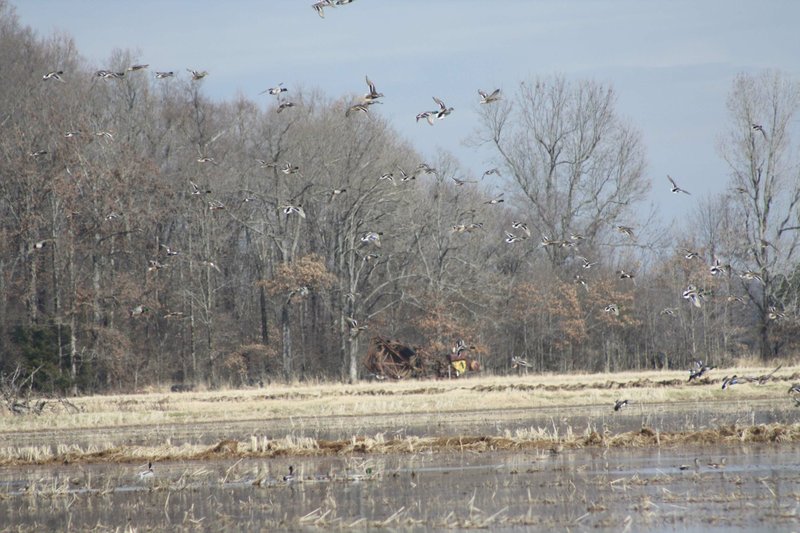 A large group of mallards — both Susies and greenheads — looks for a landing spot in a flooded rice field near Stuttgart. Such sights are why duck hunters from across the nation come to Arkansas each fall and winter to hunt the flooded timber and fields of the Arkansas Grand Prairie.
