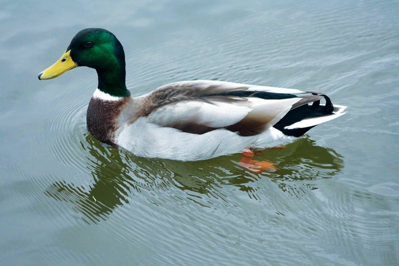 The mallard drake is the king of the Arkansas Grand Prairie and the star attraction for the annual Wings Over the Prairie Festival and World’s Championship Duck Calling Contest in Stuttgart. Arkansas annually ranks as the top state in total harvest of mallards.