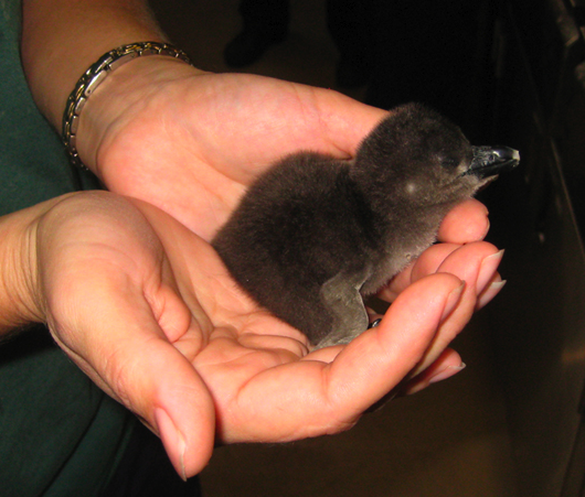 The Little Rock Zoo's new penguin chick is seen in this photo released by the zoo.
