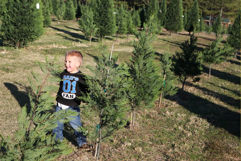 Matthew McKay plays among the trees at the Romance Christmas Tree Farm, which opens Friday. Matthew’s grandfather Mitch McKay is co-owner of the farm and hopes to turn it over to his children one day.