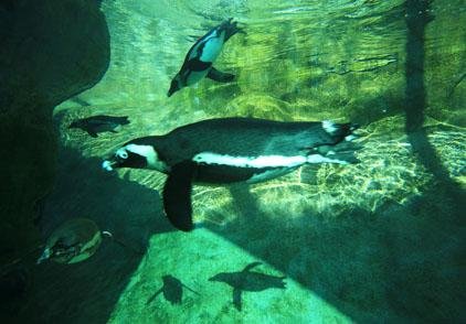 Penguins swim in their enclosure Wednesday morning at the Little Rock Zoo. The zoo announced the birth of their first penguin chick, born on Oct. 30th and weighing 54 grams. The chick has grown to 943 grams and will be on display when it is around 70 days old.
