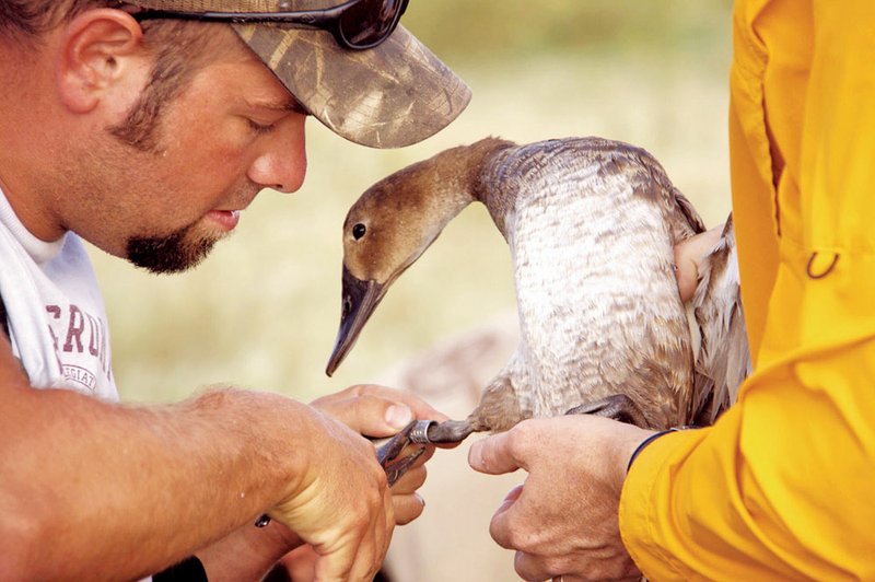 A Ducks Unlimited biologist bands a canvasback hen. Should the duck be killed later by a hunter and the band information is reported, researchers may learn a great deal about the duck’s movements, life span and more.