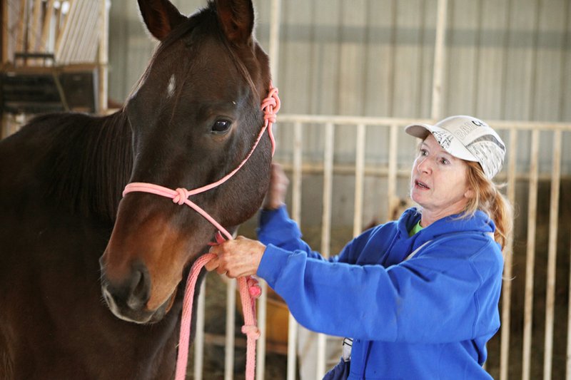 Sandy Kirby works with Bob at Sunshine Acres Ranch in Romance. Kirby works with malnourished and mistreated horses to restore them to health.