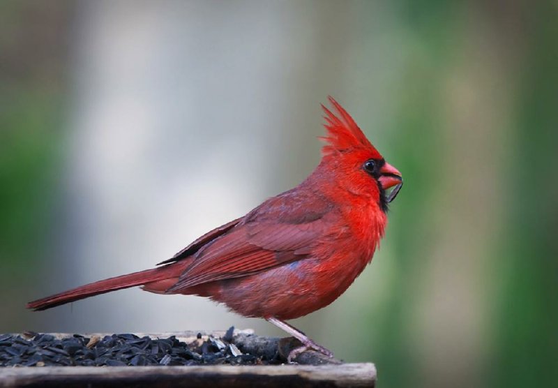 Northern cardinals are active year-round in Arkansas, but the brilliant males are most easy to spot as leaves begin to fall. Cardinals are easily attracted to bird feeders, especially when sunflower seed is on the menu. 