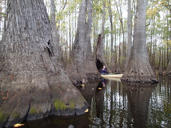 Debbie Doss of Conway explores the wonders of a swamp while paddling on Bayou De View, one of the routes in the Arkansas Water Trails system. Bayou De View water trail passes the spot where the ivory-billed woodpecker was seen and videotaped in 2004. Doss paddles here on Nov. 9 about 10 miles south of the woodpecker sighting location.
