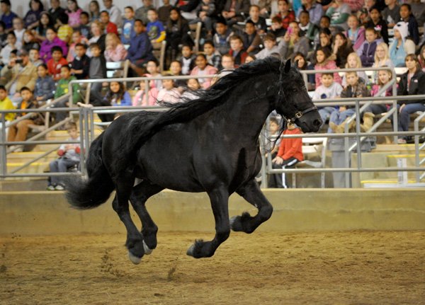 Frederik the Great, a Friesian stallion, takes center stage during the presentation of The Black Stallion on Thursday morning at the Pauline Whitaker Arena in Fayetteville. The Horse Tales Literacy project performed two shows for 2,200 area children. 