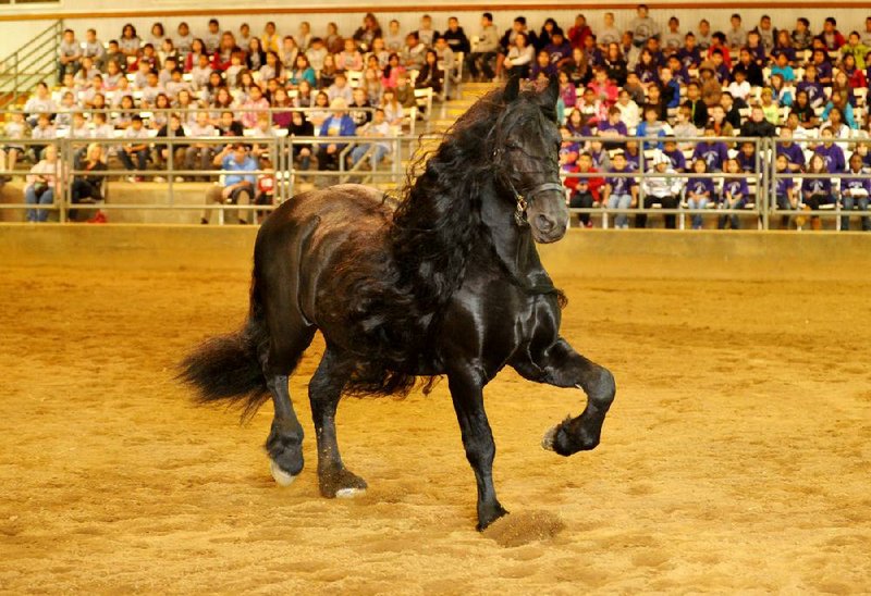 Frederik the Great, a Friesian stallion, performs Thursday at Fayetteville’s Pauline Whitaker Arena in a presentation of The Black Stallion for fourthgraders from Northwest Arkansas schools. The students attended the event as part of the 2012 Horse Tales reading program. 