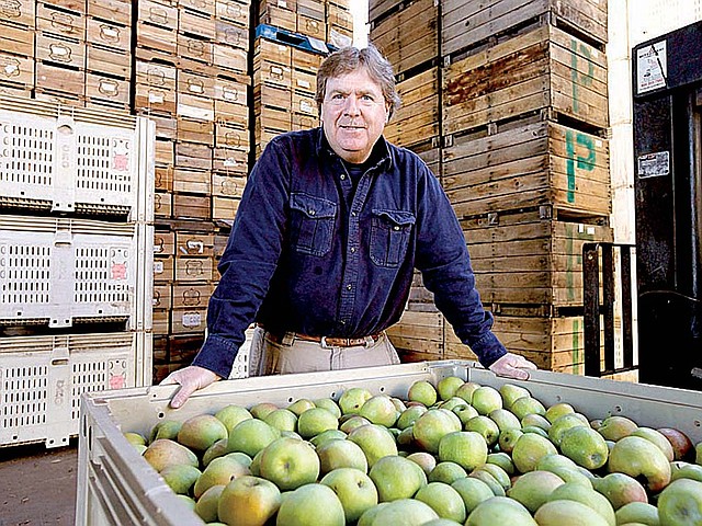 Huff Chiles, a member of the family that owns Crown Orchard and Carter Mountain Orchard in Virginia, stands with a bin of Granny Smith apples that are bound for Cuba. 
