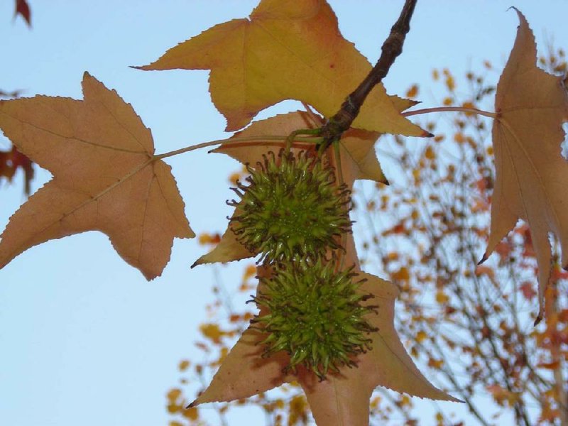 Most sweetgum trees begin bearing gum balls when they’re 8 to 10 years old. 