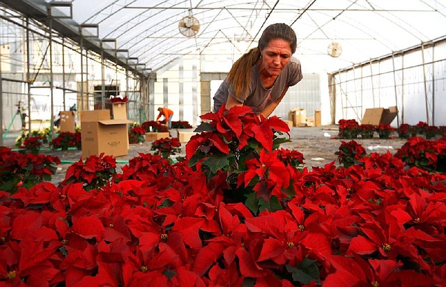 Eulanda Brown picks through poinsettias Thursday in a Park Brothers Farm greenhouse in Van Buren. Brown works for Taylor Nursery in Russellville, a wholesale customer of the farm. 