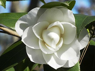 Winter beauty | The Arkansas Democrat-Gazette - Arkansas' Best News Source