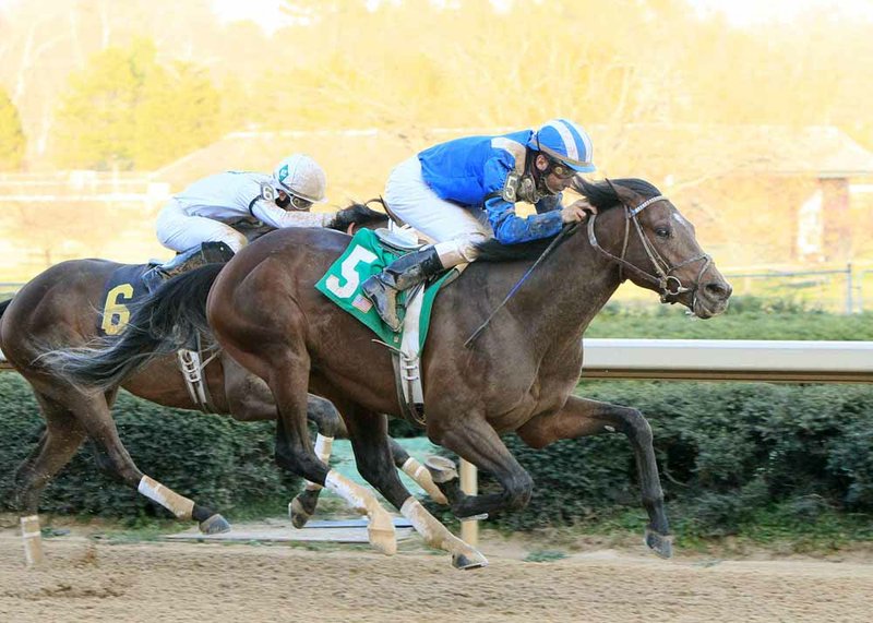 Najjaar (5), a two-time winner at Oaklawn Park in Hot Springs last season, breezed 3 furlongs Friday morning in preparation for the 2013 Oaklawn season. 