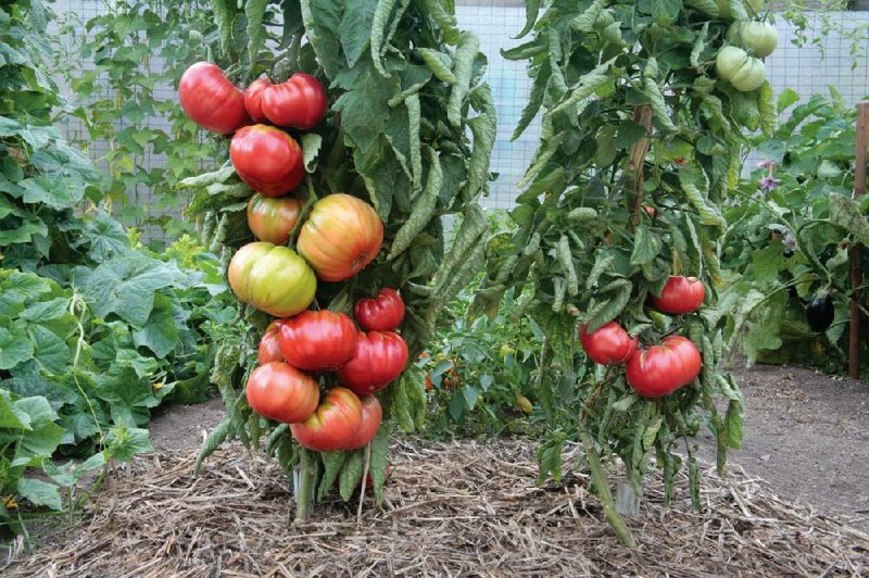 Side-by-side tests run by Ball Horticultural Co. show at least 50 percent higher yields from grafted tomato transplants (left) over nongrafted varieties (right). Grafted vegetables are expected to be a big hit in seed catalogs and retail stores next season. 