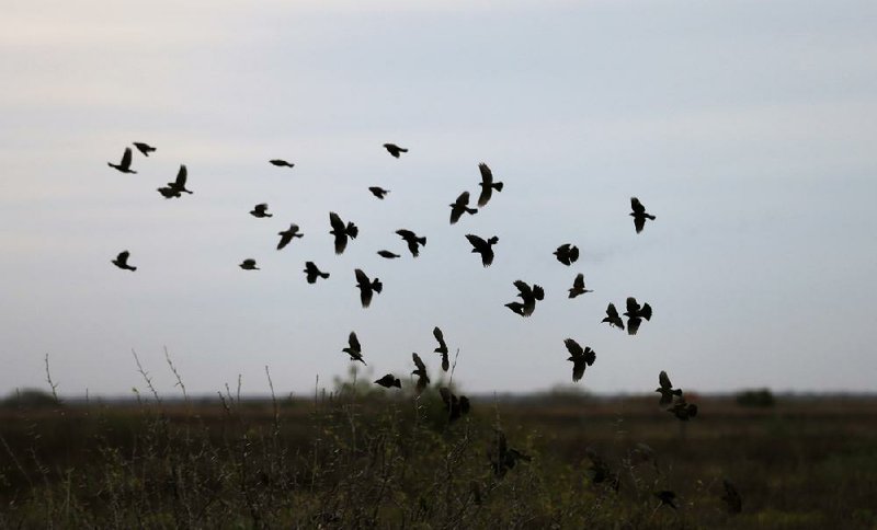 Red-winged blackbirds fly over a field Monday during an annual 24-hour Christmastime ritual to count birds along the Texas Gulf Coast in Mad Island, Texas. 