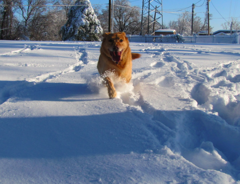 A dog plays in the snow Wednesday in Little Rock's Knoop Park.