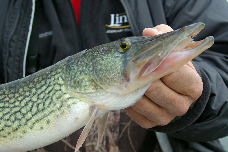 The chain pickerel looks something like a barracuda and has quite the same predatory nature.