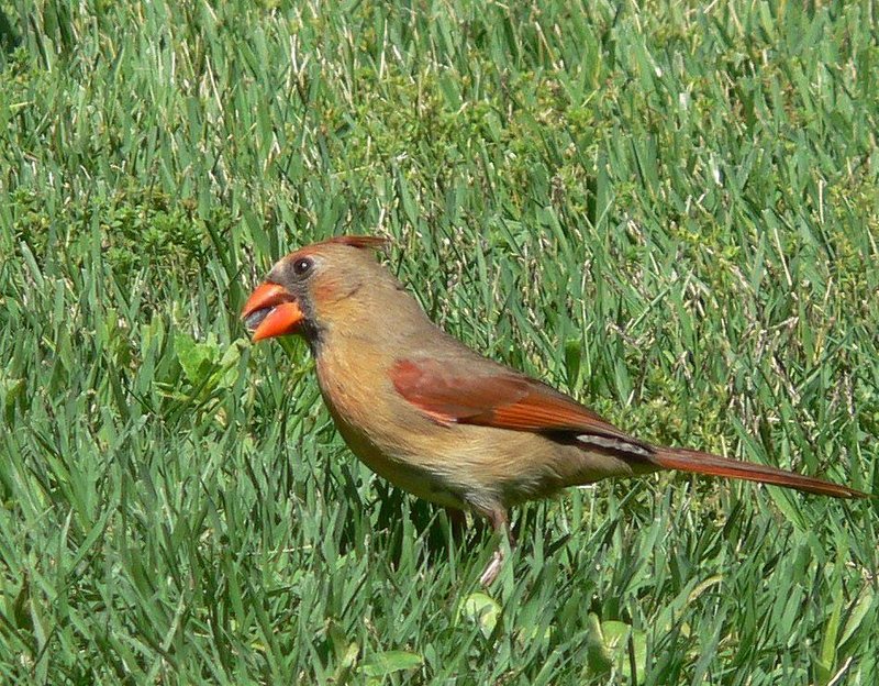 A well-manicured lawn is not a friendly habitat for wild birds such as this female cardinal. 