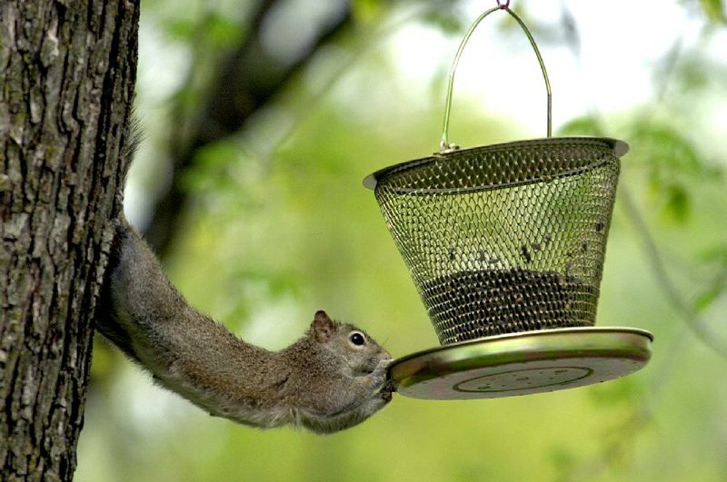 A gray squirrel doesn’t mind stretching out to eat seed from this backyard feeder. 