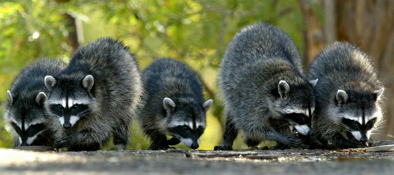 In one night, raccoons can eat a month’s worth of bird feed. 