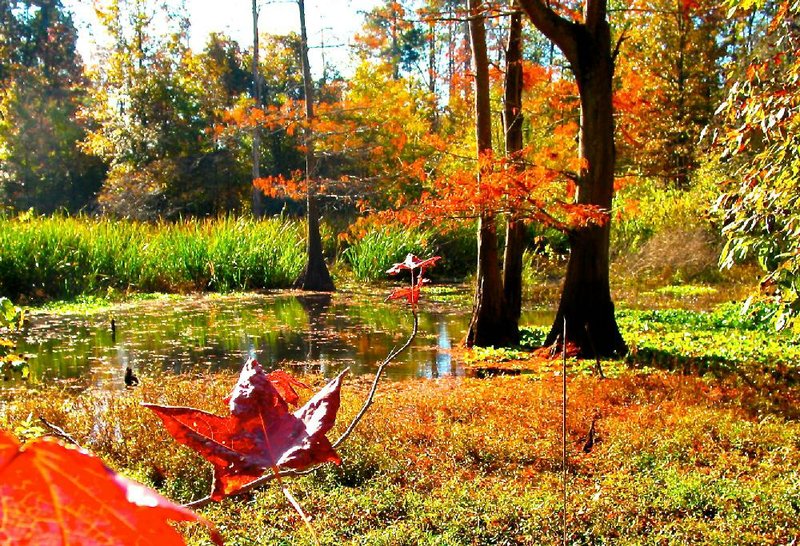 Pine Bluff’s Layher Nature Trail really shines in the fall when the weather cools. 