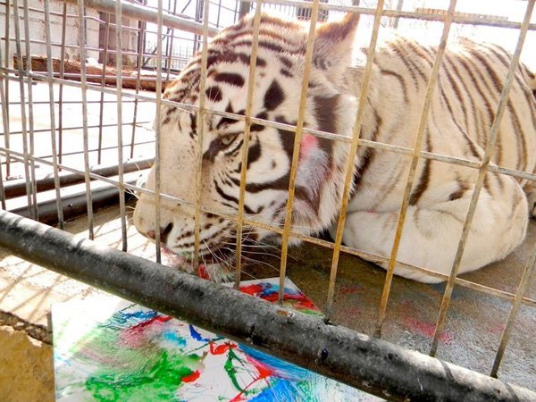 Zeus, a white tiger, licks at edible paint on a piece of art sold during an online auction to benefit Turpentine Creek Wildlife Refuge near Eureka Springs. Refuge interns spray perfume on canvas to persuade the animals to “paint.” 