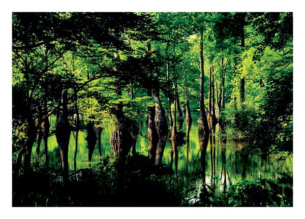 This cyprus swamp — Apple Lake — drains into the Cash River, which drains into the White River. It’s become one of photographer Chris Engholm’s favorite spots on his White River journey. 