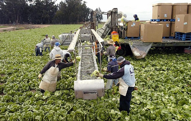 Workers harvest lettuce in California’s Salinas Valley. A regulatory proposal issued Friday by the Food and Drug Administration requires produce farms with a “high risk” of contamination to create new hygiene, soil and temperature controls. 