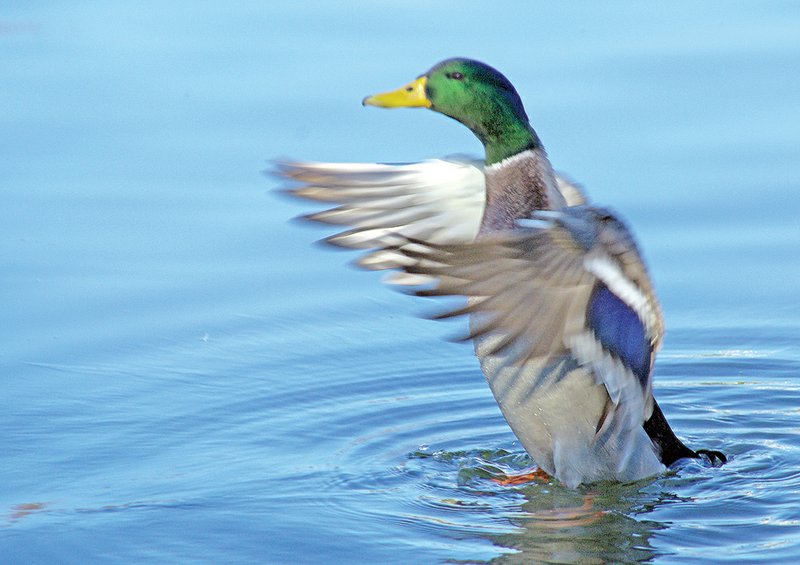 Mallards are the most common, most often-hunted ducks in Arkansas and throughout the Mississippi Flyway.