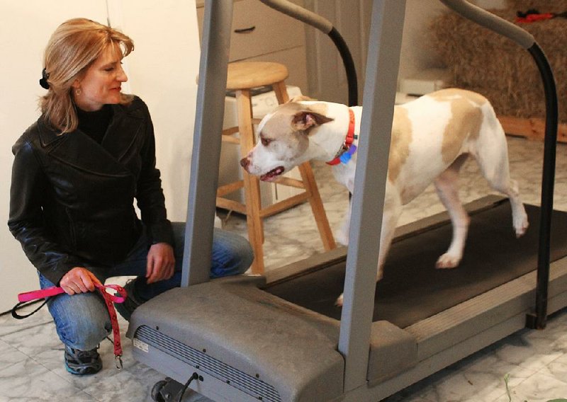 Having treadmill trotting as a dog-walking option has made Heather Larkin’s life easier on winter days, and Rosie enjoys it. 