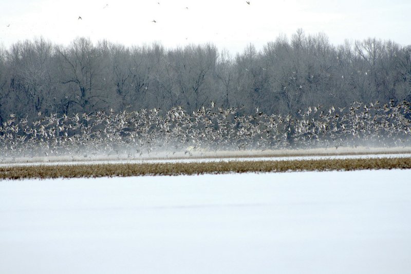 A huge group of mallards and other species of ducks takes flight from a flooded field between the Cache and White rivers in eastern Arkansas. The White River corridor in The Natural State has long been a haven for fish and game, as well as those who pursue them. On Jan. 9, the White River and its watershed were named a National Blueway because of the area’s value to the state with regard to the economy, recreation and nature.