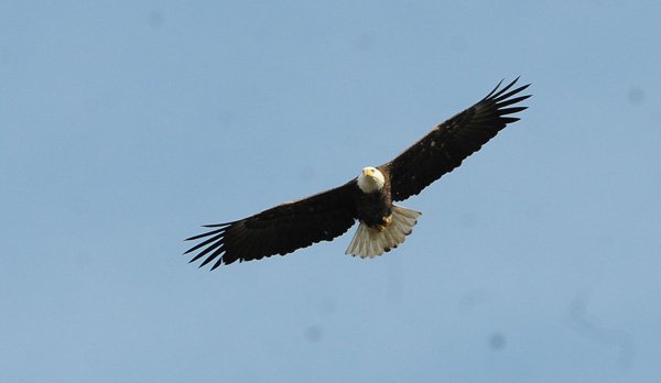 Beaver Lake is the winter home to about 300 bald eagles, such as this one seen soaring near Lost Bridge North park on Friday. Rangers with the U.S. Army Corps of Engineers did their annual count of bald eagles on Friday and Tuesday. The Beaver Lake count is part of a national count kept by the U.S. Geological Survey. 