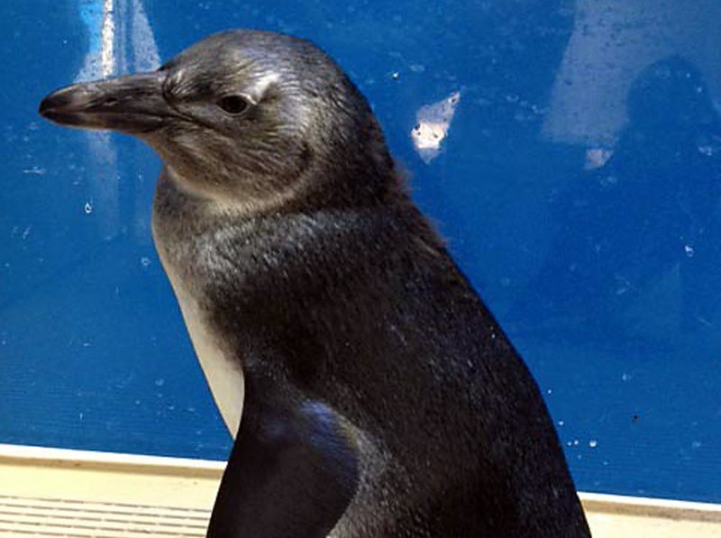 Unnamed penguin chick born Oct. 30, 2012.