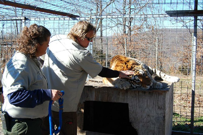 Scott Smith, vice president of Turpentine Creek Wildlife Refuge, checks the eyes of a tranquilized Siberian tiger named Tennille at Riverglen Tiger Shelter. 