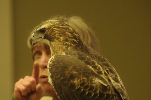 Lynn Sciumbato, a wildlife rehabilitator who lives near Gravette, gives a program on raptors and vultures Saturday at Hobbs State Park-Conservation Area. Red-tailed hawk, Jennie, was a hit with the audience and is one of the birds under Sciumbato’s care at Morning Star Wildlife Rehabilitation Center. She also brought a screech owl and a turkey vulture to her presentation. 