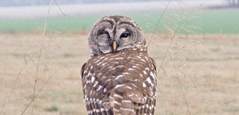 Barred owls are among the most common and often-heard Arkansas owls. Those who watch closely may see one perched sleepily on a post or in a tree during the day.
